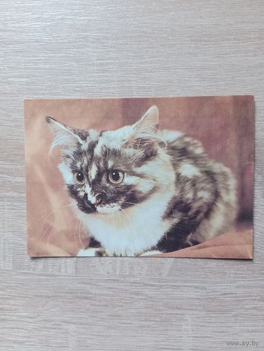 Календарик 1993