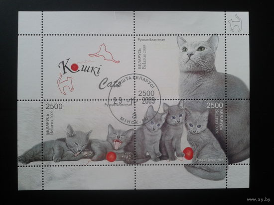 2009 Кошки Блок
