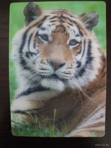 Календарик стерео 3 D Тигр 2018г