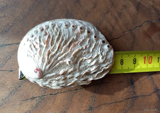 Галиотис, морское ушко или абалон.