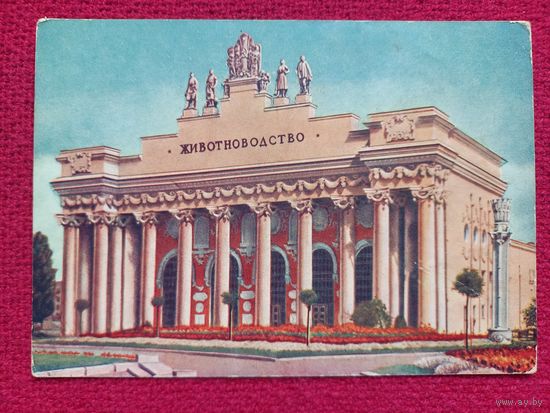 ВСХВ. Павильон животноводства. 1954 г. Чистая. Кр1.