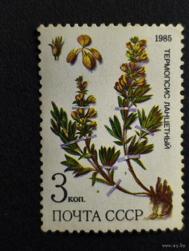 1985 СССР. Охраняемые лекарственные растения Сибири. Термопсис ланцетный