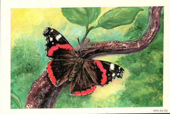 Открытка "Бабочка"