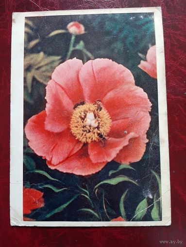 Пион фото Л. Раскина 1961 год