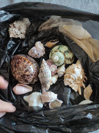 Ракушки СССР из коллекции