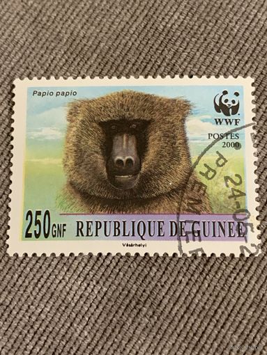 Гвинея 2000. Приматы. Марка из серии