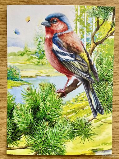 Открытка для посткроссинга "Природа России: Птицы. Обыкновенный зяблик" 11,5 х 15,8 см.