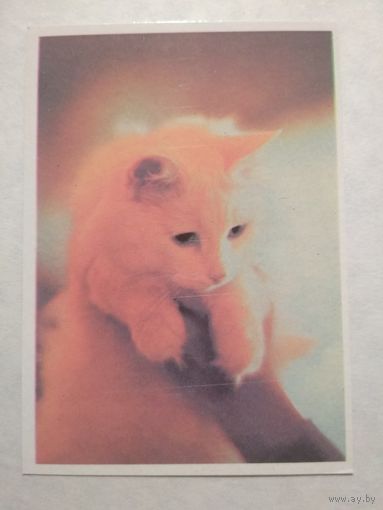 Карманный календарик. Котик. 1993 год