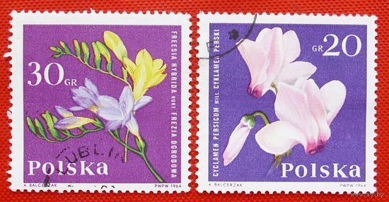 Польша. Цветы. ( 2 марки). 1964 года.