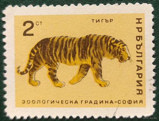 Болгария 1966 зоопарк, тигр 1 из 8.