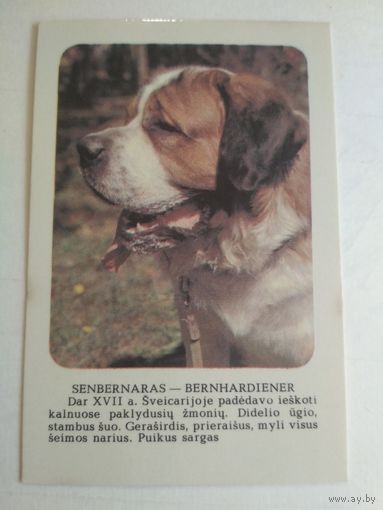 Карманный календарик. Сенбернар. 1988 год