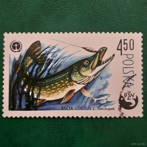 Польша 1979. Щука. Марка из серии