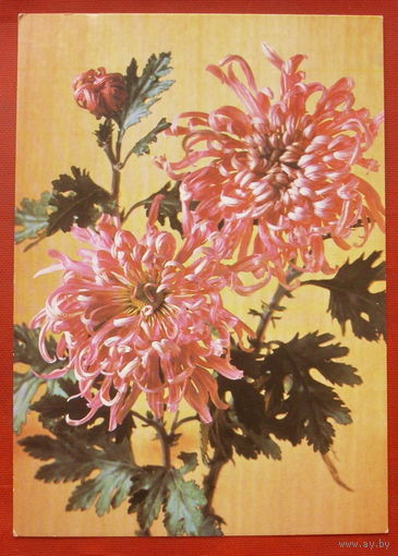 Хризантемы " Майя Плисецкая ". Чистая. 1984 года. Фото Костенко. 1889.