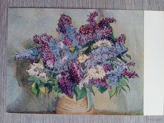1953. Купецио. Сирень
