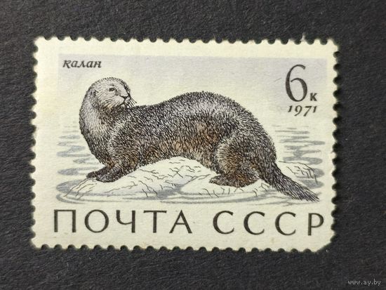 1971 СССР. Млекопитающие - обитатели морей и океанов, омывающих СССР. Калан