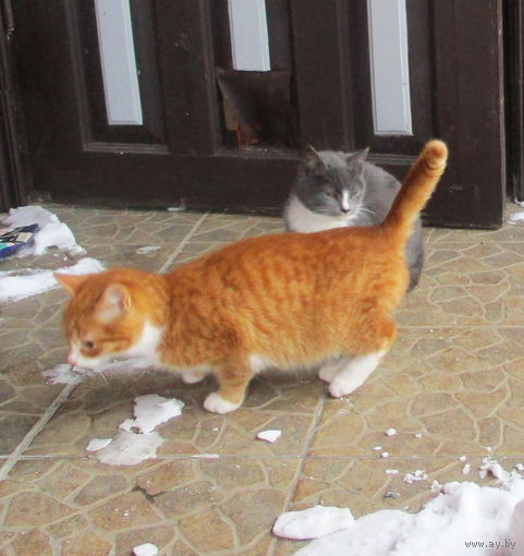 3 красивые котенка(кошечки) ищут хозяина