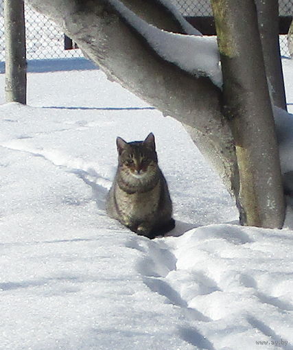 Симпатичный котенок ищет хозяина