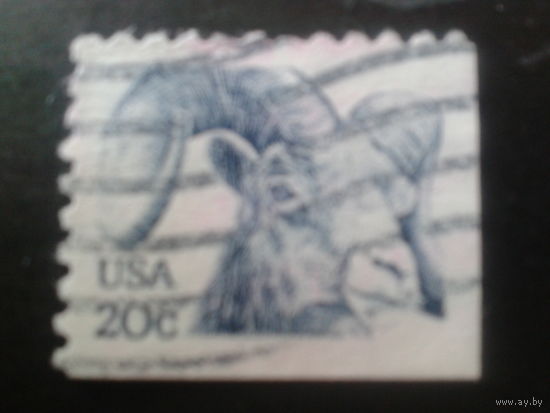 США 1982 стандарт, козел