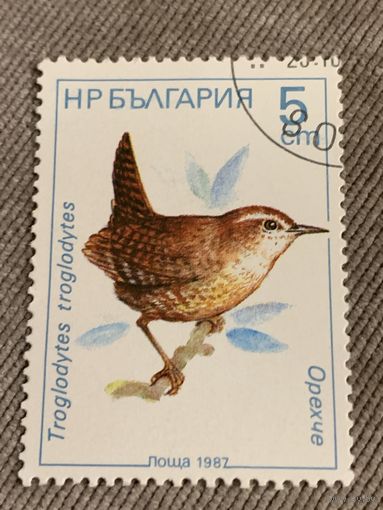 Болгария 1987. Птицы. Troglodytes. Марка из серии