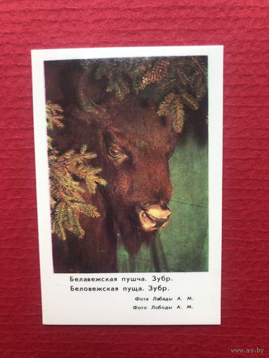 СССР 1983 год. Беловежская пуща. Зубр