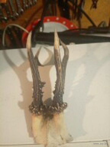 Рога косули