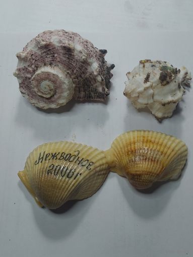 Раковины морские с рубля.