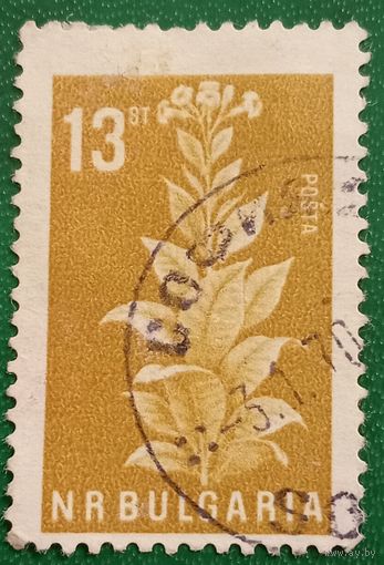 Болгария 1965. Флора.Табак