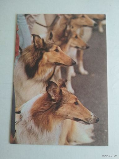 Карманный календарик. Колли. 1988 год