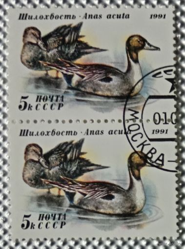 1991 год. Сцепка 2 марки. Утки. гаш.