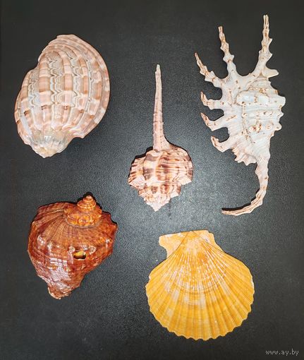 Морские раковины(5 шт.).