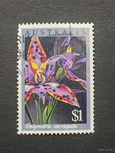 Австралия 1986. Местные орхидеи. Царица Савская