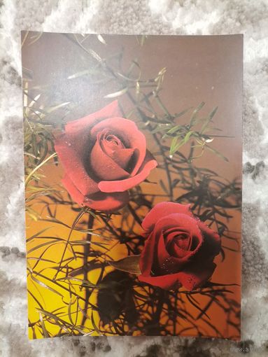 Открытка СССР чистая