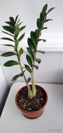 Замиокулькас.