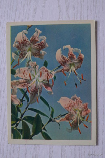 Игнатович Е.(фото), Лилия; 1963, чистая.