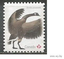 Канада. Птицы. Бранта канадская. 2018г. Mi#3209.