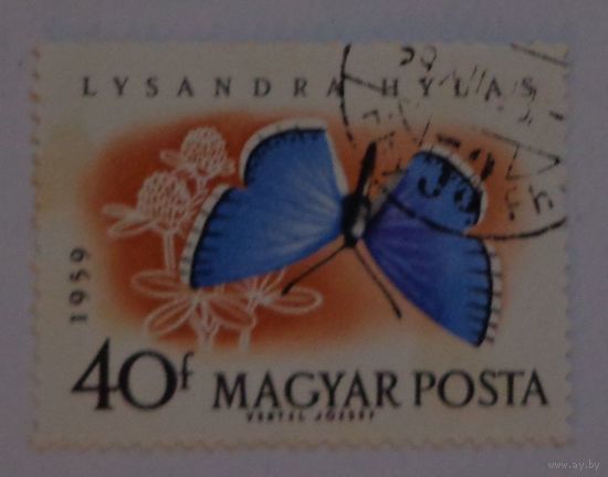 Венгрия.1959.насекомые.бабочка