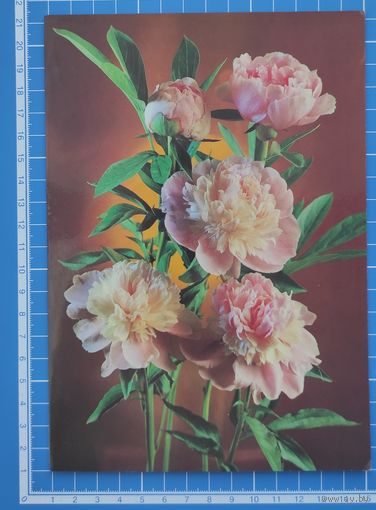 Открытка 1989 год. "Цветы". Фото Г. Костенко.