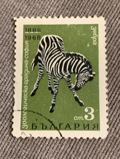 Болгария 1968. Зебра. Марка из серии