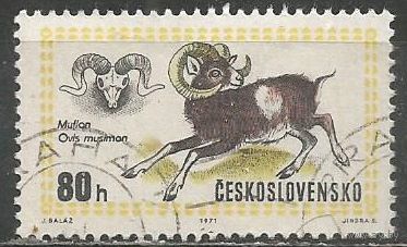 Чехословакия. Европейский муфлон. 1971г. Mi#2016.