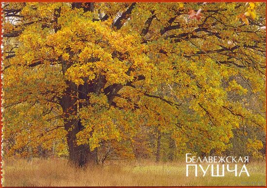 Беларусь 2009 Беловежская пуща осень из буклета /прошла почту /