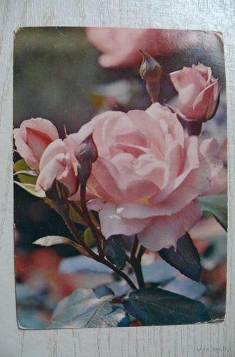 Матанов Н., Роза; 1985, чистая.