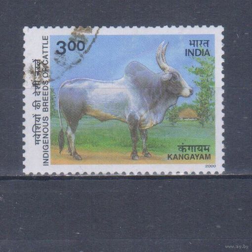[2256] Индия 2000. Фауна.Скот.Зебу. Гашеная марка. 2