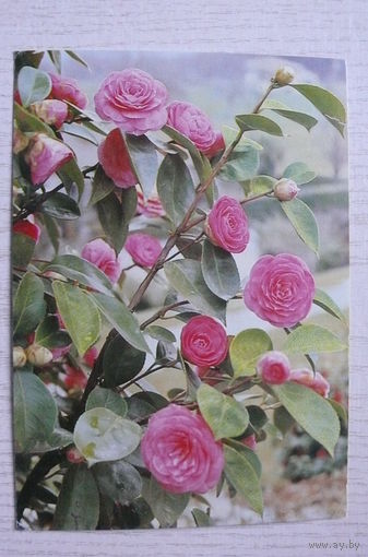 Цветы, розы; подписана, Германия, п/п 1982, марка.