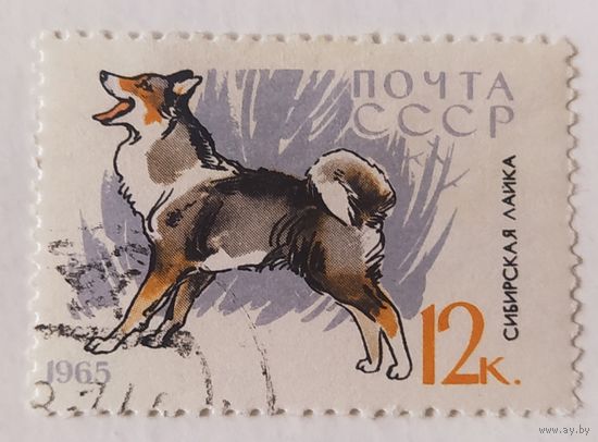 СССР.1965.собаки.лайка