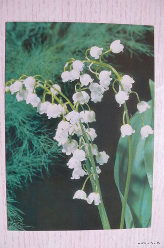 Бонев И., Ландыши; 1973, подписана.