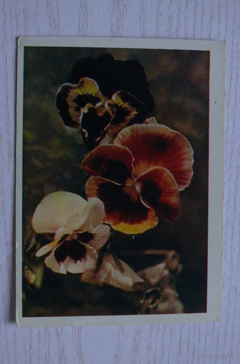 Раскин Л.(фото), Анютины глазки; 1963, чистая.