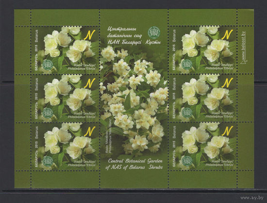 Флора кусты Беларусь 2015 Малый лист "Центральный ботанический сад."Чубушник "Эльбрус"