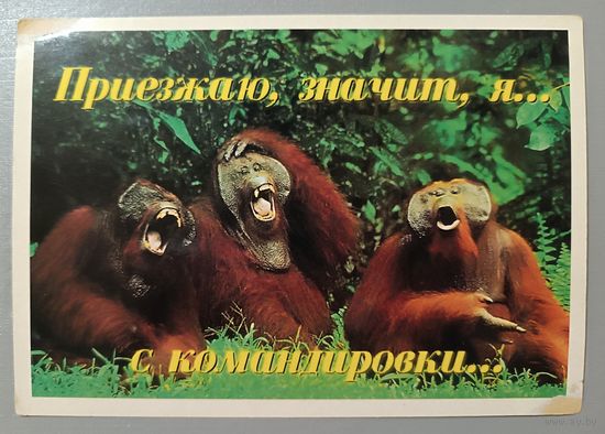 Обезьяны. Открытка
