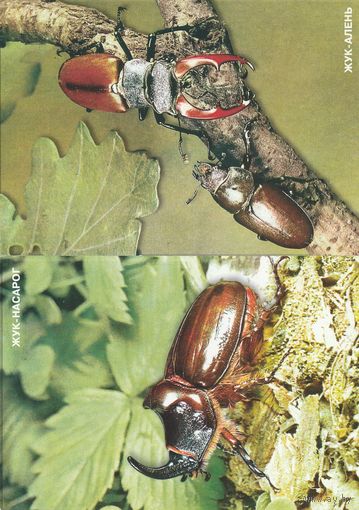 Беларусь 1993 ДМПК с ОМ Жук-олень Жук-носорог (алб)