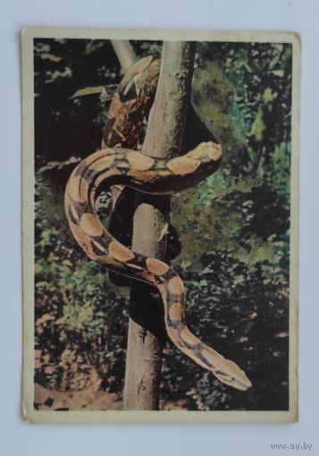 Почтовая карточка 1963 г. "Удав". "Советский художник"